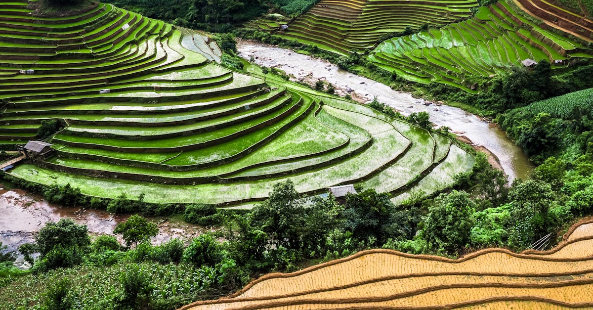 découvrez l'agriculture durable, une pratique essentielle qui allie écologie, économie et responsabilité sociale. apprenez comment cette approche innovante préserve les ressources naturelles tout en garantissant une production alimentaire efficiente et respectueuse de l'environnement.