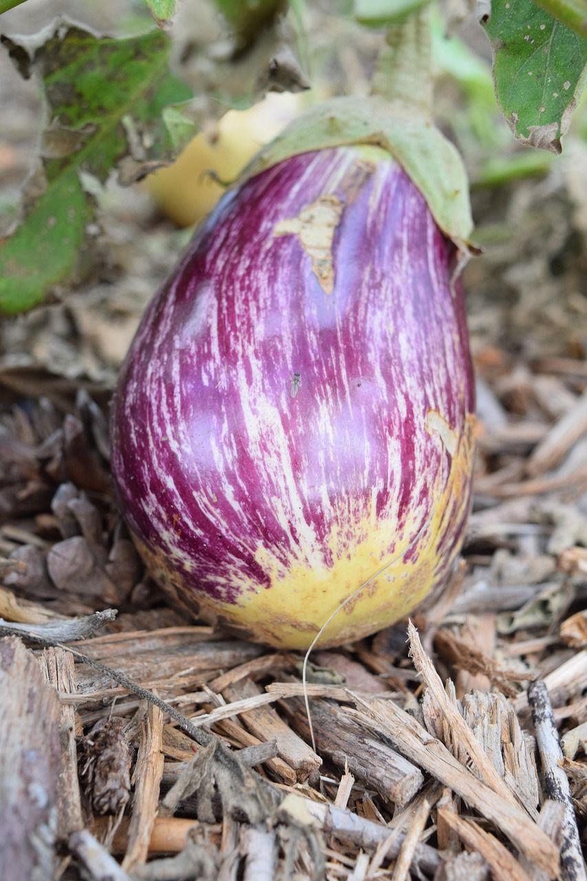 découvrez comment créer un jardin de permaculture urbaine pour cultiver durablement en ville, optimiser l'espace et favoriser la biodiversité locale.