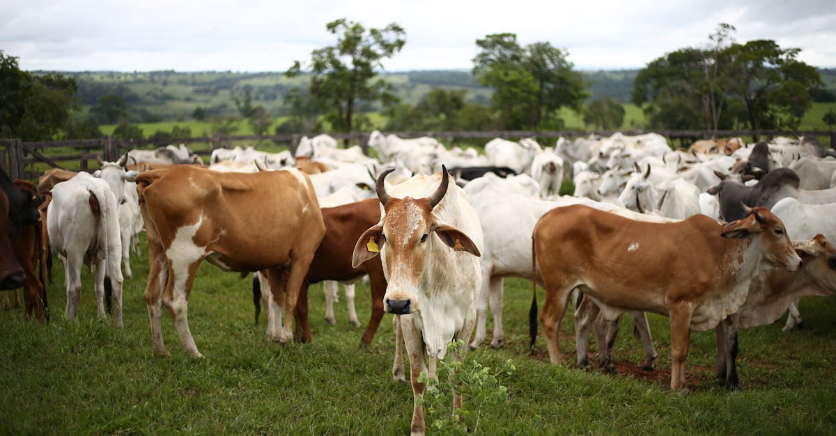 découvrez l'agriculture durable, une approche innovante qui favorise la production alimentaire respectueuse de l'environnement, tout en préservant les ressources naturelles et en soutenant les communautés locales. apprenez comment cette pratique transforme l'agriculture moderne pour un avenir meilleur.