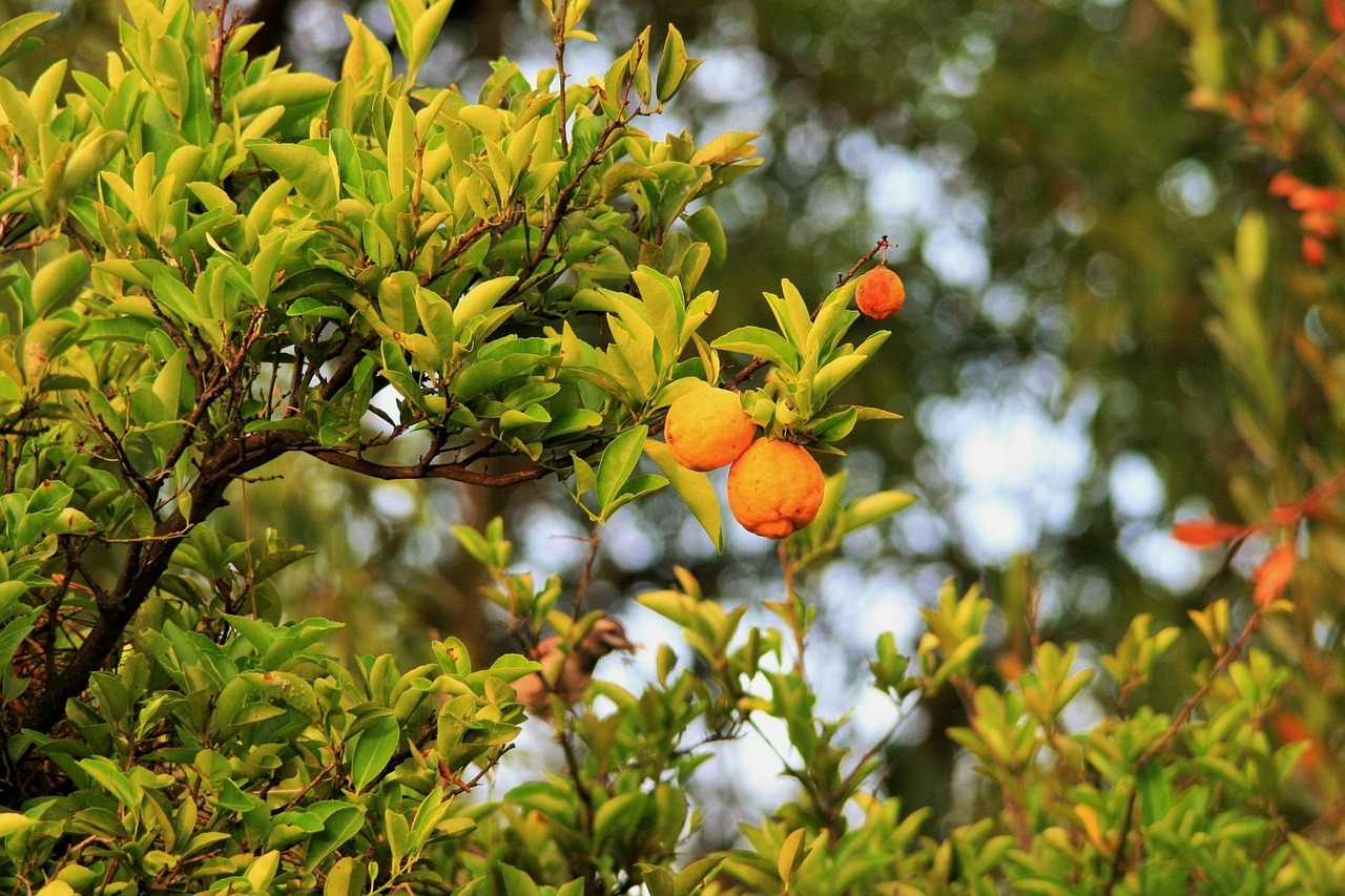découvrez nos produits saisonniers frais et de qualité, parfaitement adaptés à chaque période de l'année pour une expérience gourmande et naturelle.