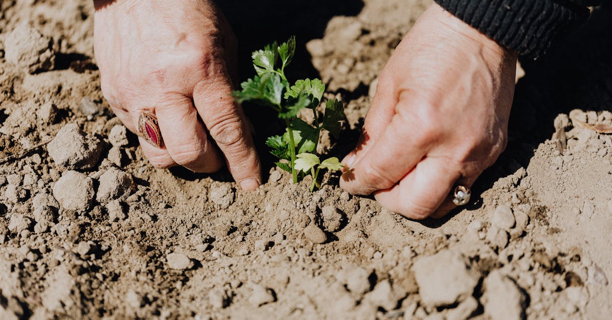 découvrez comment le concept d’humanité durable propose des solutions éthiques et écologiques pour un avenir harmonieux, respectant la planète et les générations futures.