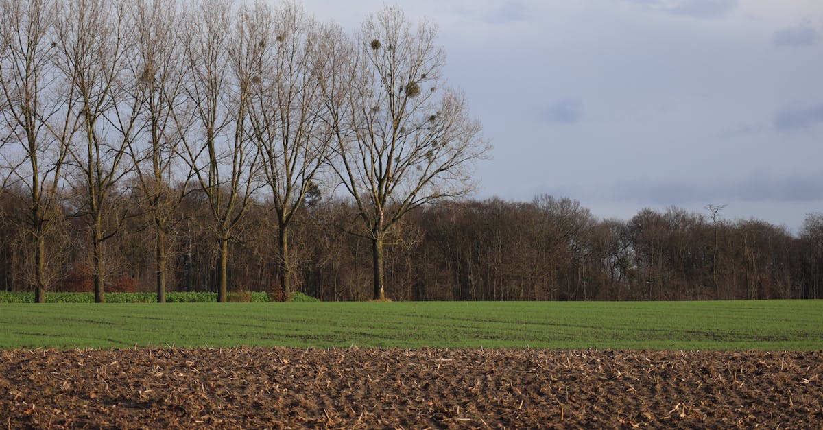 découvrez comment la transition durable façonne un avenir plus responsable grâce à des pratiques écologiques, des innovations vertes et un engagement envers la préservation de l'environnement. adoptez des solutions durables pour un monde meilleur.