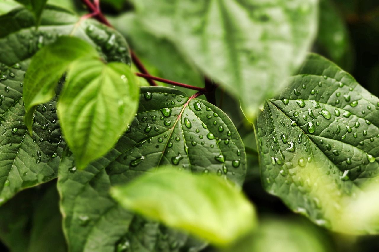 isolation thermique écologique : des solutions durables et performantes pour réduire votre impact environnemental tout en optimisant le confort de votre habitat.