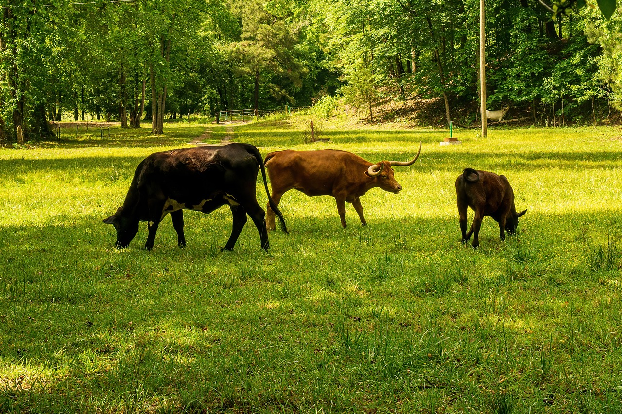 découvrez ce qu'est l'empreinte carbone, son impact sur l'environnement et des astuces pour réduire votre consommation de carbone au quotidien. adoptez un mode de vie plus durable pour préserver notre planète.