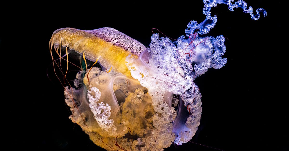 découvrez la richesse et la beauté de la biodiversité marine. explorez les écosystèmes marins, la faune aquatique et l'importance de la préservation des océans pour l'avenir de notre planète.
