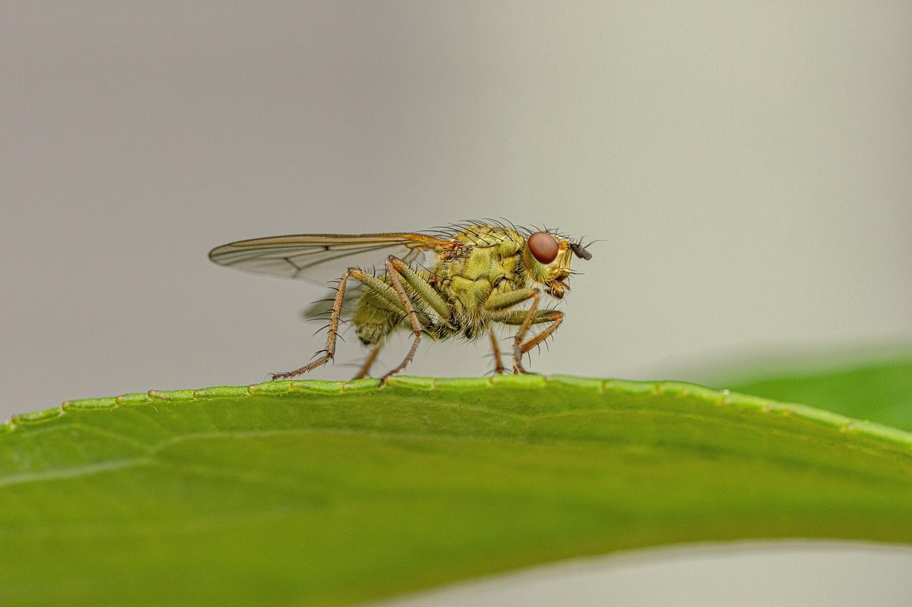 découvrez l'importance de la biodiversité, son rôle essentiel dans l'équilibre des écosystèmes et les actions pour la préserver.