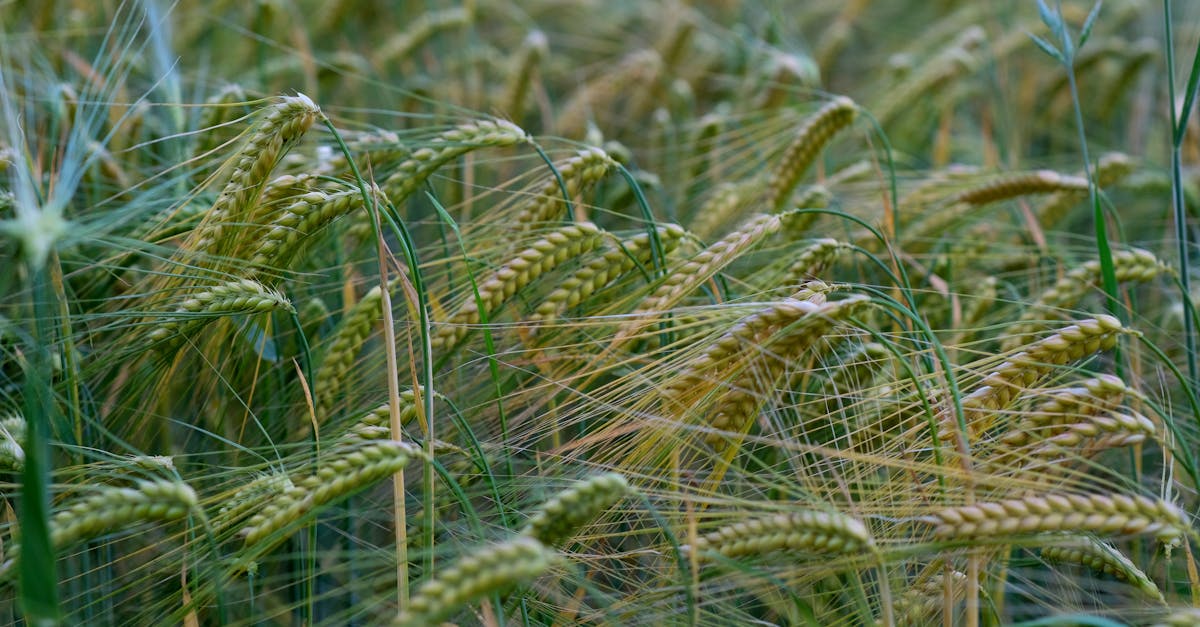 Changement des pratiques agricoles : vers une agriculture durable et innovante