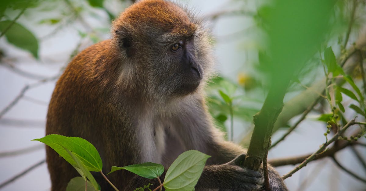Biodiversité : comprendre son importance pour la santé de notre planète