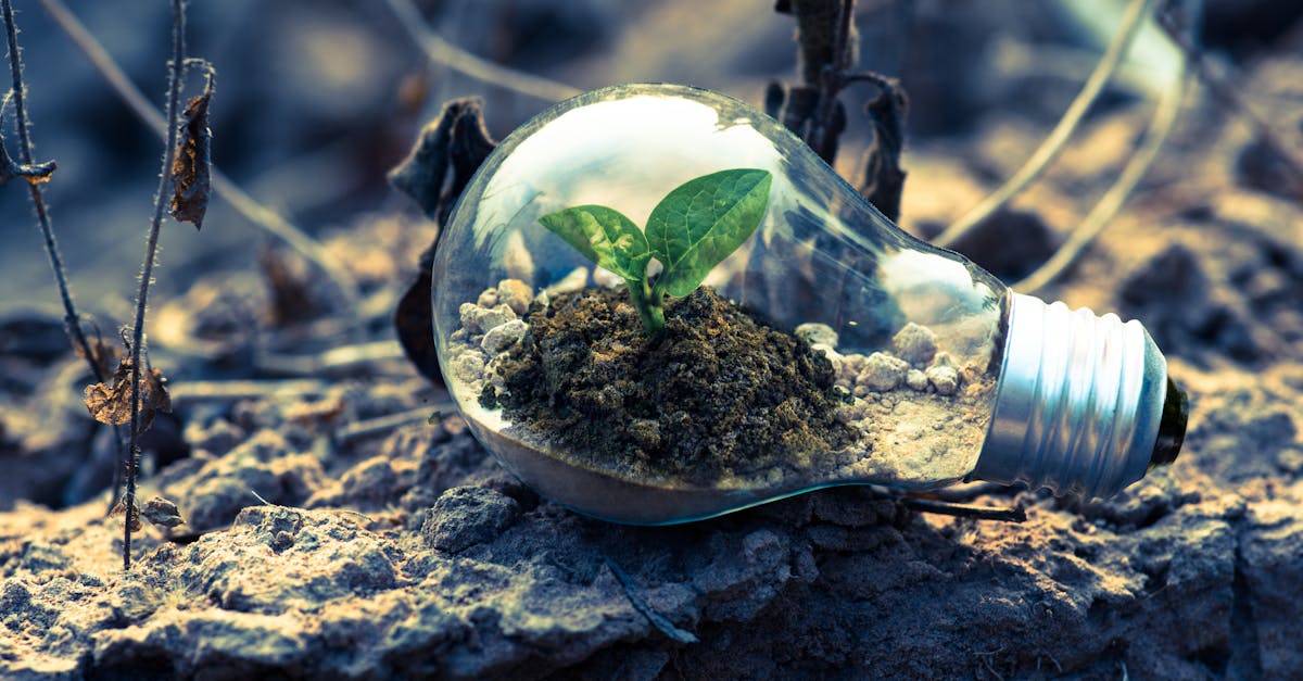 Développement durable : les stratégies innovantes pour un avenir écologique
