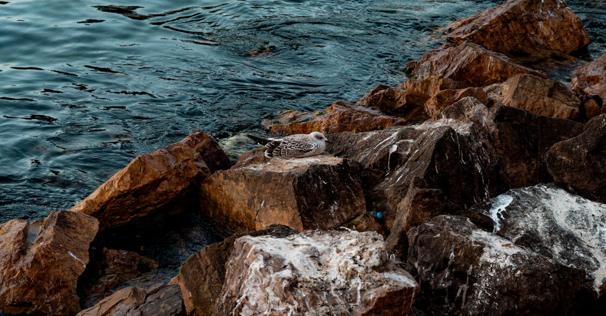 Biodiversité marine : l’importance cruciale des écosystèmes océaniques