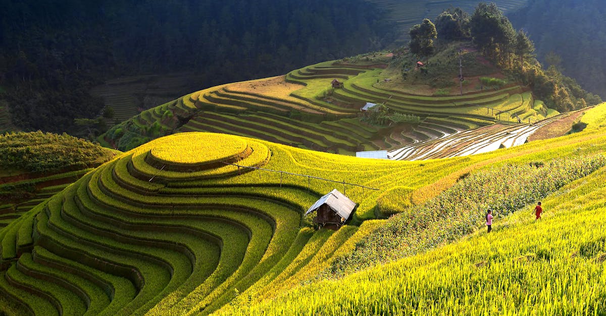 Agriculture durable : 5 pratiques innovantes pour un avenir écoresponsable