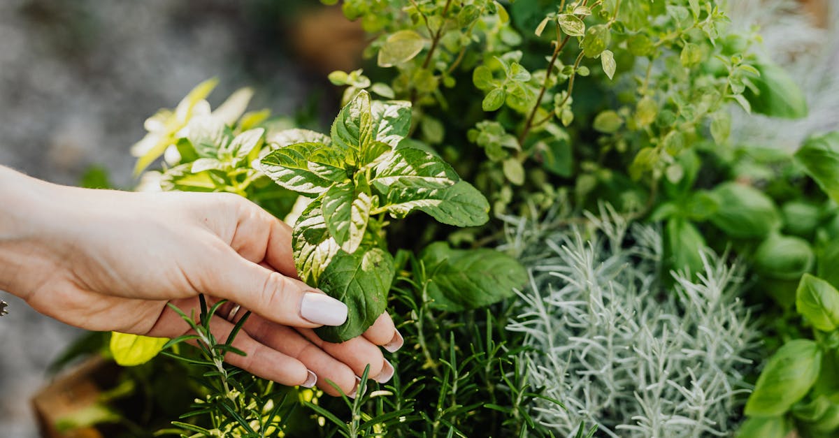 Permaculture : les principes essentiels pour un jardin durable