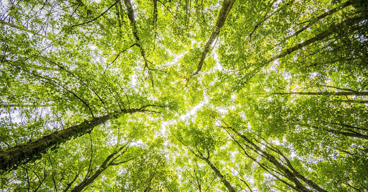 Enchair : une solution innovante pour la préservation de l’environnement