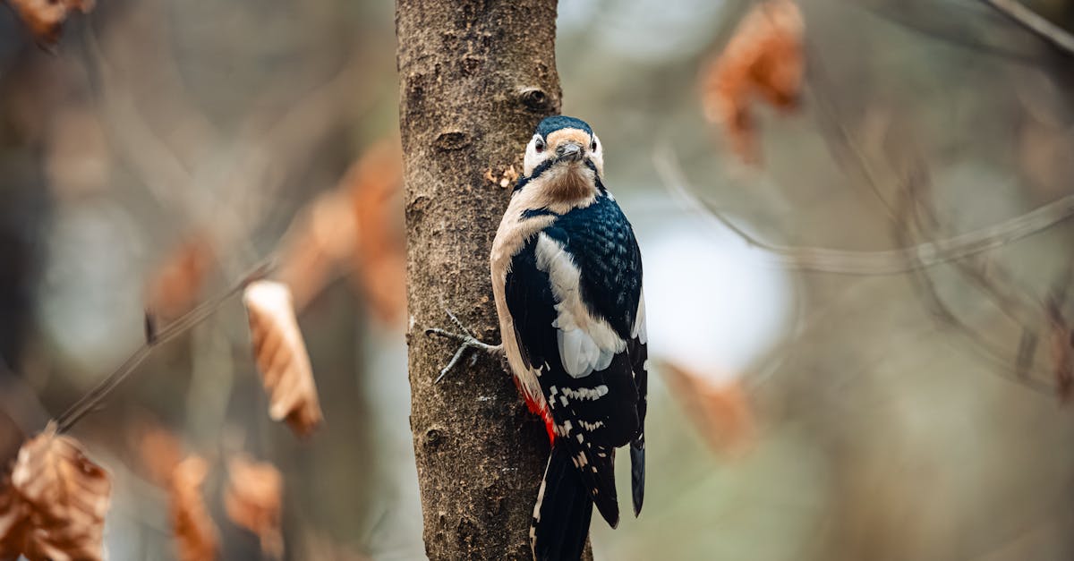 Protection des habitats : pourquoi c’est essentiel pour la biodiversité