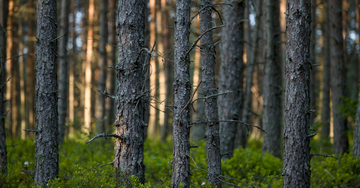 Projets de réforestation : initiatives innovantes pour sauver nos forêts