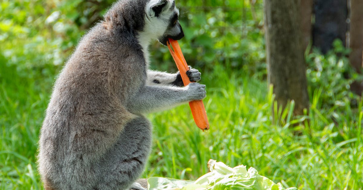 découvrez l'importance de la biodiversité, un enjeu crucial pour la planète. apprenez comment la diversité des espèces et des écosystèmes contribue à l'équilibre de notre environnement, soutient l'économie et enrichit nos vies. explorez les menaces qui pèsent sur la biodiversité et les solutions pour la préserver.