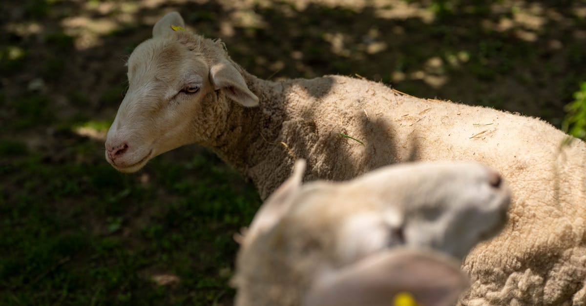 découvrez la richesse de la biodiversité, un élément essentiel pour la santé de notre planète. explorez les différentes espèces, leurs habitats et l'importance de leur préservation pour un avenir durable.