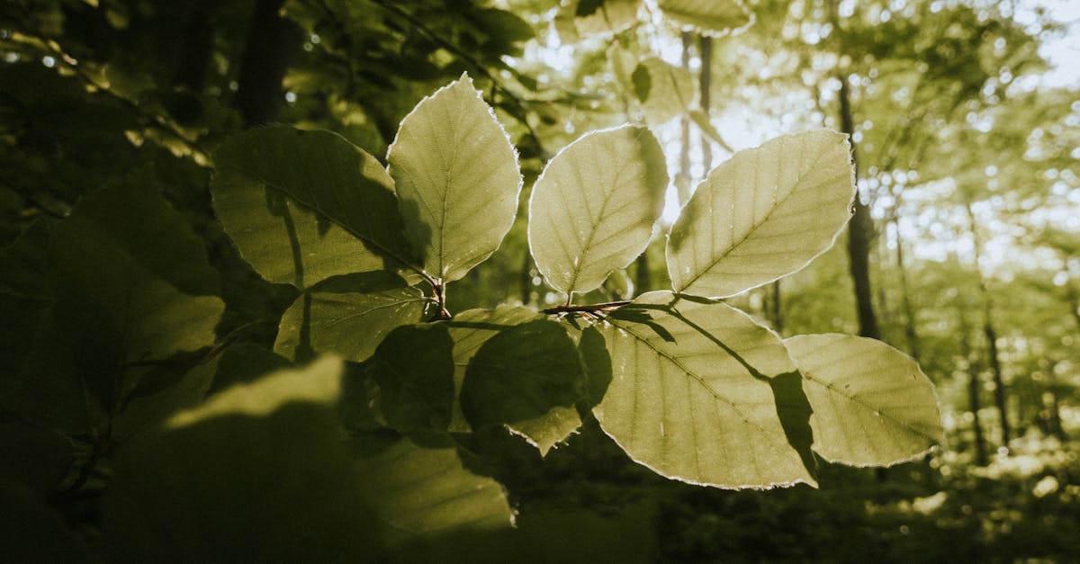 découvrez les stratégies et actions essentielles pour atténuer les effets du changement climatique. apprenez comment la réduction des émissions de gaz à effet de serre, l'adoption des énergies renouvelables et la conservation des ressources naturelles peuvent contribuer à un avenir durable.