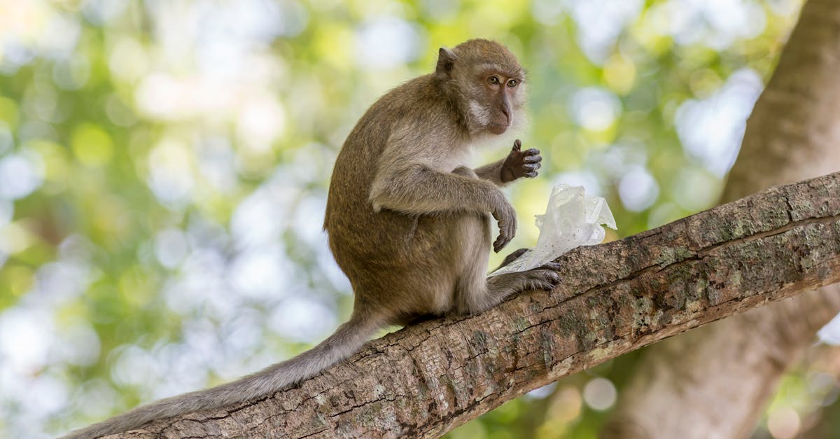 découvrez l'équilibre écologique, un concept crucial pour maintenir la biodiversité et assurer la durabilité de notre environnement. apprenez comment nos actions impactent les écosystèmes et explorez des solutions pour préserver la planète.