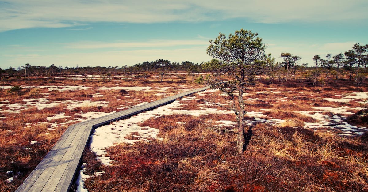 découvrez les enjeux et les solutions de la transition écologique pour un avenir durable. explorez les initiatives et les bonnes pratiques à adopter pour préserver notre planète tout en favorisant le développement économique.