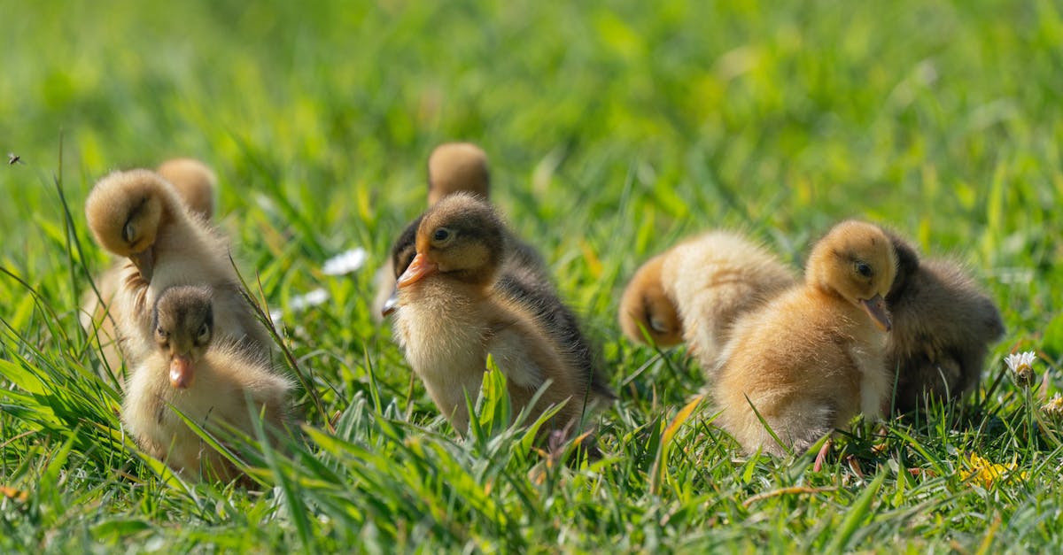 découvrez l'écosystème, un monde fascinant où les organismes interagissent entre eux et avec leur environnement. apprenez comment les écosystèmes soutiennent la biodiversité, régulent le climat et fournissent des ressources vitales pour la planète.