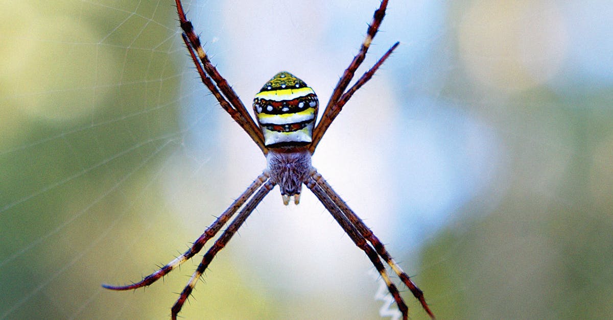 découvrez les enjeux et les dynamiques de l'écosystème, un réseau complexe d'interactions entre les organismes vivants et leur environnement. explorez comment la biodiversité, les cycles naturels et l'impact humain façonnent notre planète.