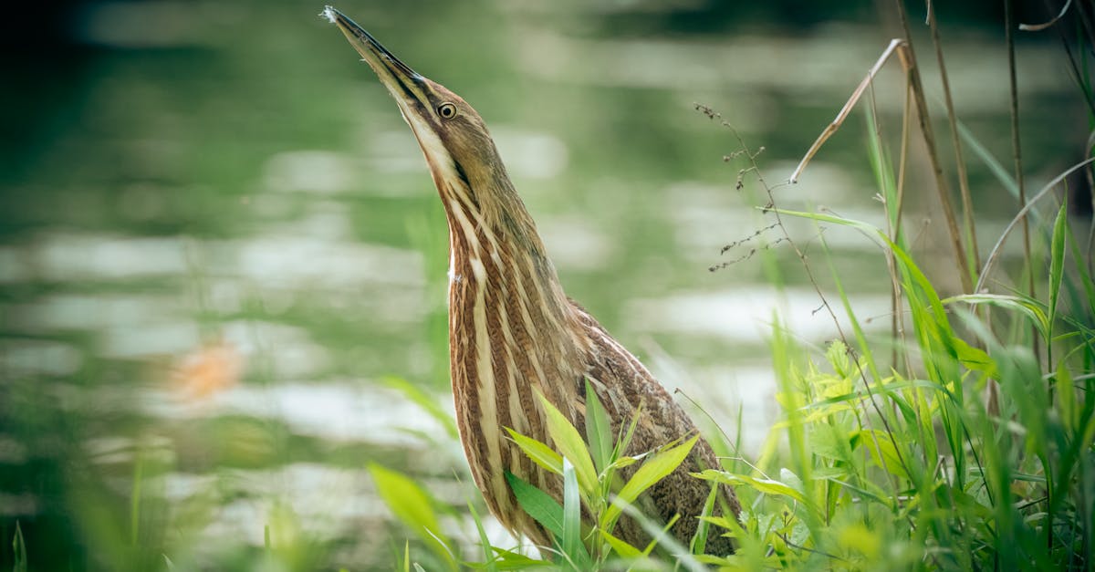 découvrez l'importance des écosystèmes, leur diversité et leur rôle crucial dans le maintien de l'équilibre écologique de notre planète. explorez comment ces systèmes interconnectés soutiennent la vie, influencent le climat et nous nourrissent.