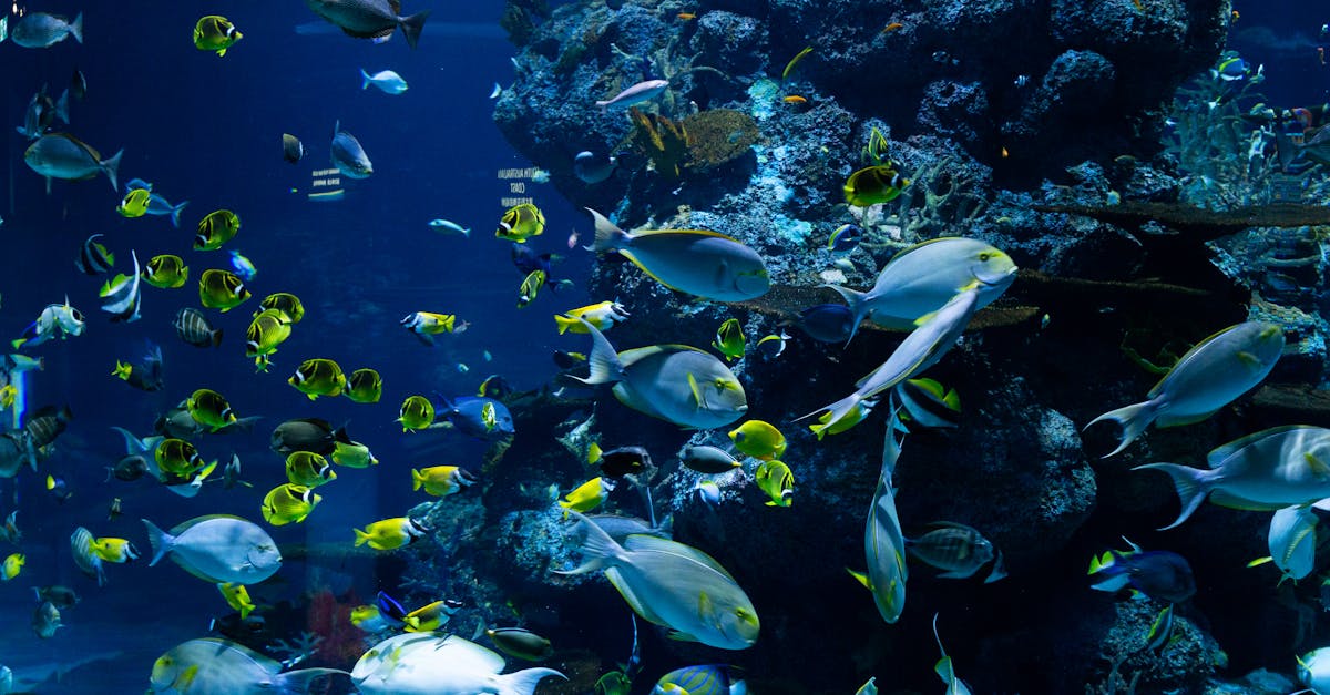 découvrez l'écosystème, un réseau dynamique d'interactions entre les organismes vivants et leur environnement. apprenez comment ces relations influencent la biodiversité, la durabilité et l'équilibre naturel de notre planète.
