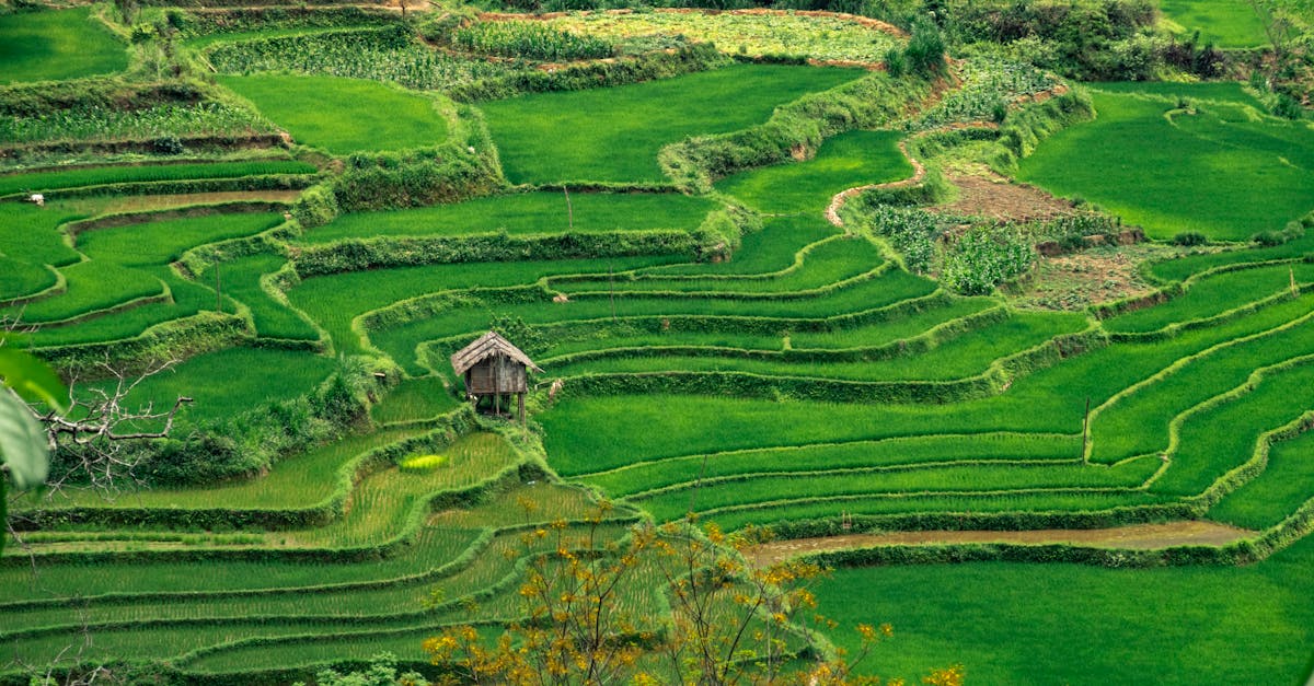 découvrez les principes de la gouvernance environnementale, un cadre essentiel pour la gestion durable des ressources naturelles et la protection de notre planète. explorez les enjeux, les stratégies et les initiatives qui favorisent un développement harmonieux entre économie et écologie.
