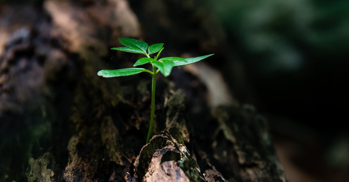 découvrez l'évaluation du cycle de vie (acv), une méthode essentielle pour mesurer l'impact environnemental des produits tout au long de leur cycle, de la conception à la fin de vie. optimisez vos pratiques durables et minimisez votre empreinte écologique grâce à des analyses approfondies.