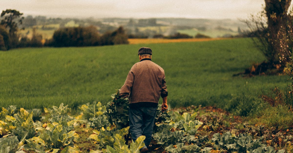 découvrez l'agriculture durable : une approche innovante pour cultiver tout en préservant l'environnement. apprenez les techniques et pratiques qui favorisent la biodiversité, améliorent la santé des sols et soutiennent les communautés locales, tout en minimisant l'impact écologique.