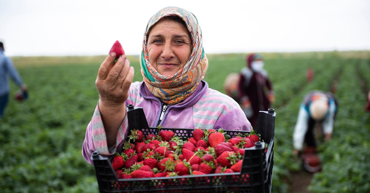 découvrez les pratiques d'agriculture durable qui préservent l'environnement tout en garantissant des récoltes abondantes. apprenez comment ces méthodes innovantes contribuent à la biodiversité, à la santé des sols et à la sécurité alimentaire, alliant respect de la nature et productivité.