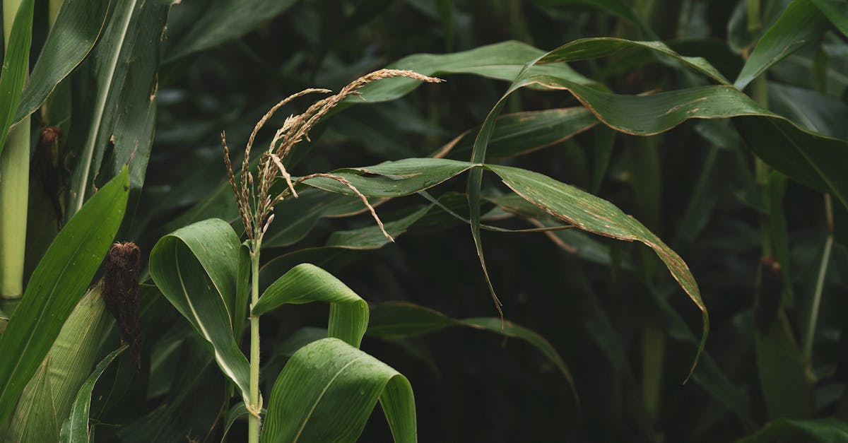 découvrez les pratiques de l'agriculture durable qui préservent l'environnement tout en garantissant des productions alimentaires de qualité. apprenez comment ces méthodes innovantes favorisent la biodiversité, réduisent l'usage de pesticides, et soutiennent les communautés rurales. engagez-vous pour une agriculture respectueuse de notre planète.