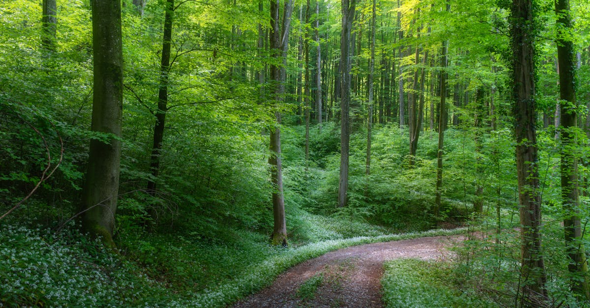 découvrez comment les entreprises durables façonnent un avenir meilleur grâce à des pratiques respectueuses de l'environnement, des innovations écologiques et un engagement social responsable. explorez des exemples inspirants et leur impact positif sur la planète.