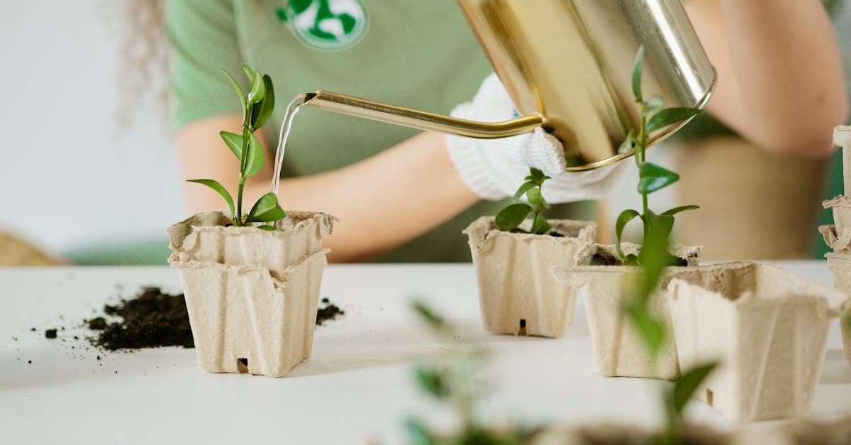 découvrez des pratiques durables qui favorisent un mode de vie respectueux de l'environnement. apprenez comment intégrer l'écologie dans votre quotidien pour un avenir plus vert.