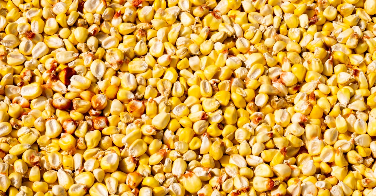 découvrez comment les biocarburants, issus de matières organiques, transforment notre énergie. explorez leurs avantages écologiques, leur impact sur l'économie durable, et leur rôle dans la lutte contre le changement climatique.