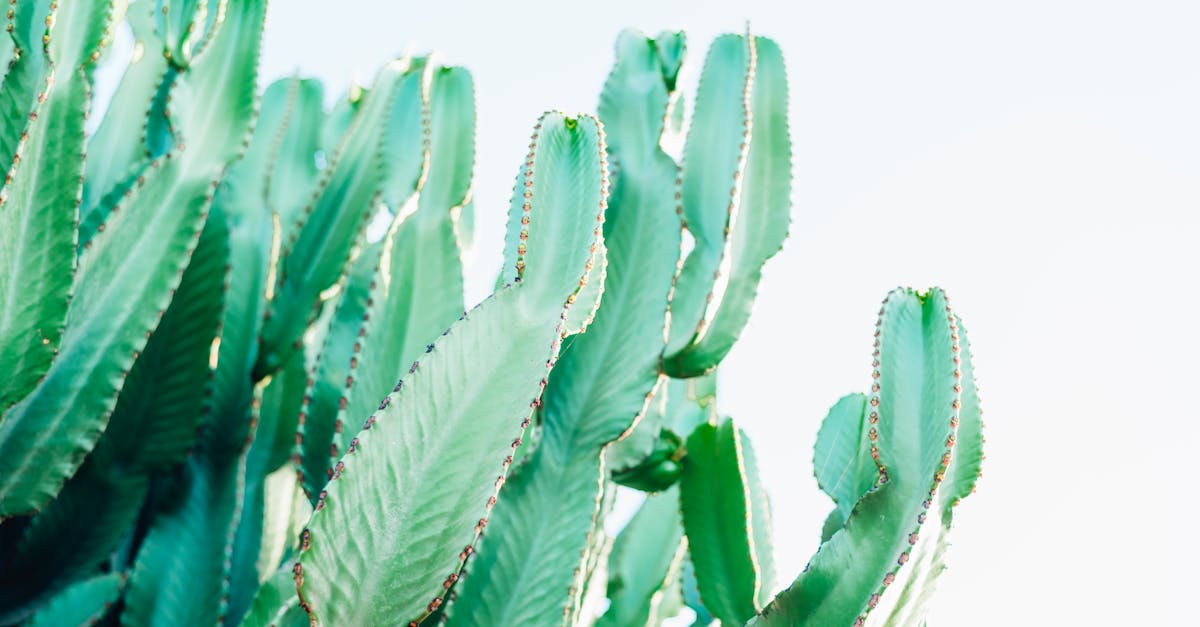 découvrez des solutions innovantes pour lutter contre le changement climatique. explorez des stratégies durables qui contribuent à un avenir plus vert et respectueux de notre planète.