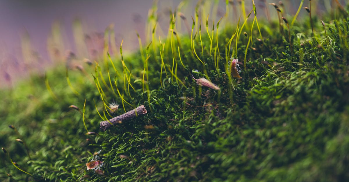découvrez l'importance de l'évaluation environnementale pour garantir un développement durable. cette procédure permet d'analyser les impacts d'un projet sur l'environnement, assurant ainsi la préservation des ressources naturelles et la protection des écosystèmes. explorez les étapes clés et les enjeux liés à cette démarche essentielle.