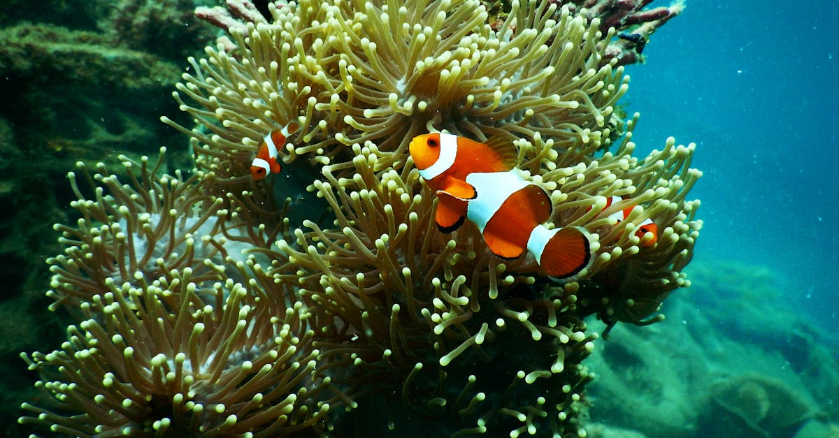 découvrez la richesse et la diversité de la biodiversité marine, essentielle à l'équilibre des écosystèmes océaniques. explorez les enjeux de protection de la vie marine et les initiatives pour préserver notre patrimoine bleu.