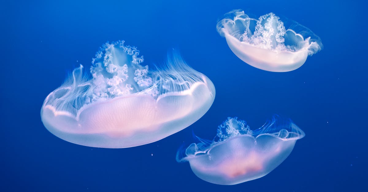 découvrez la richesse de la biodiversité marine, un véritable trésor des océans. explorez les écosystèmes marins, la variété des espèces et l'importance de leur protection pour l'équilibre de notre planète.