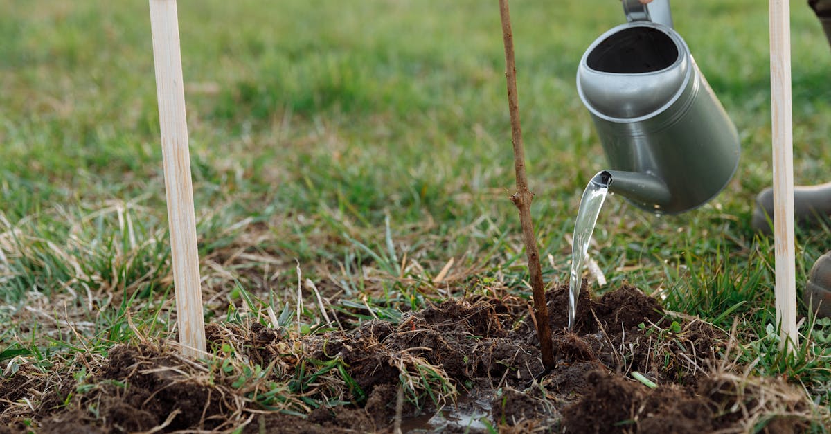 découvrez l'importance de la conservation des sols pour préserver notre environnement. apprenez des techniques efficaces pour prévenir l'érosion, améliorer la fertilité et garantir la durabilité de nos ressources naturelles.
