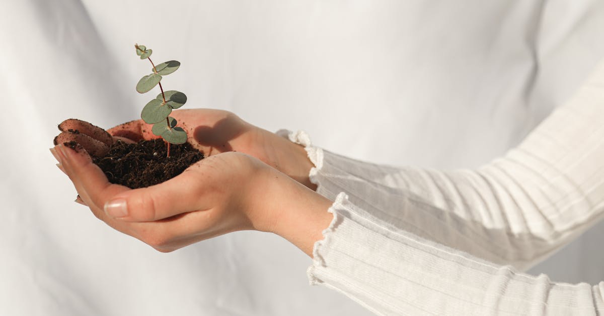 découvrez les pratiques de conservation des sols qui préservent la santé de notre terre, améliorent la biodiversité et soutiennent une agriculture durable. apprenez comment protéger et revitaliser nos sols pour un avenir plus responsable.