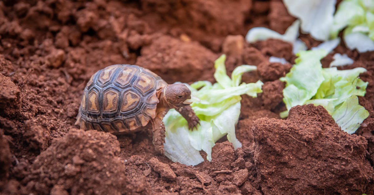 découvrez l'importance de la conservation des sols pour préserver notre environnement et garantir la durabilité des ressources naturelles. apprenez des techniques efficaces pour préserver la qualité des sols et soutenir une agriculture durable.
