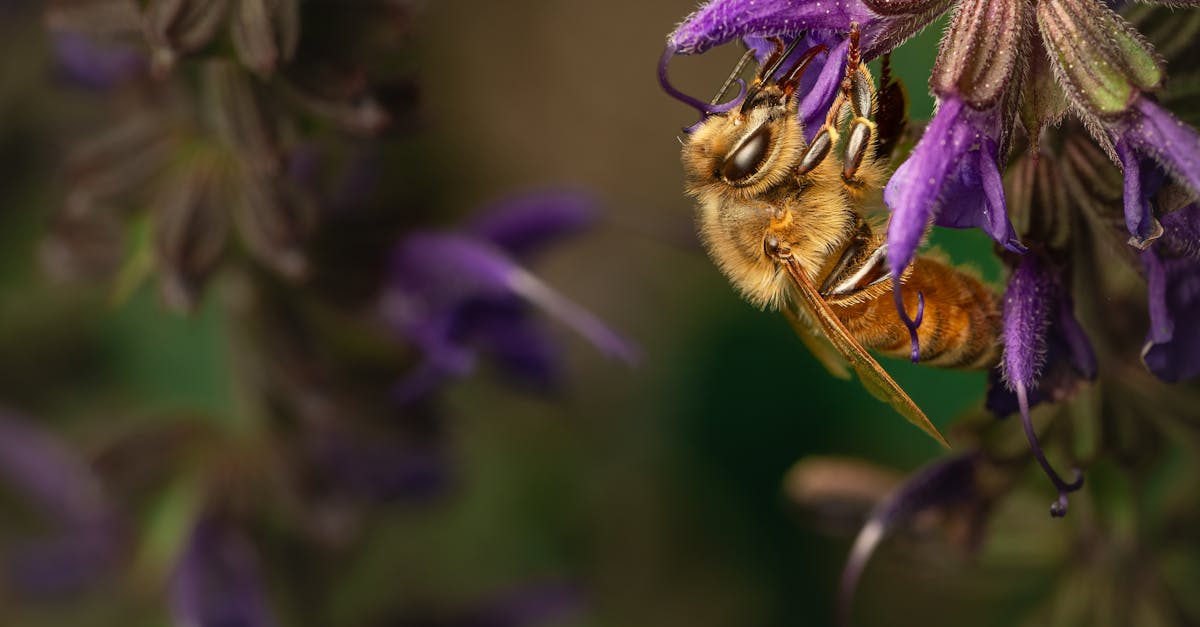découvrez l'agriculture durable, une approche innovante et respectueuse de l'environnement qui vise à préserver les ressources naturelles tout en garantissant la sécurité alimentaire. apprenez comment les pratiques durables peuvent transformer nos méthodes de culture et favoriser un avenir écologique.
