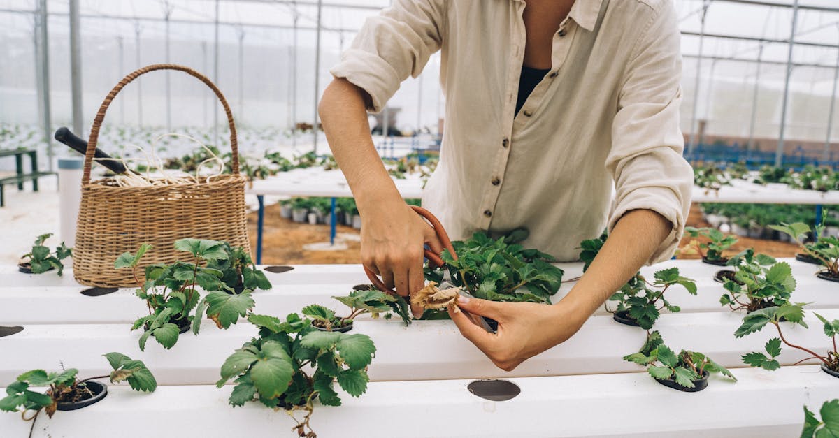 découvrez les pratiques d'agriculture durable qui préservent l'environnement, favorisent la biodiversité et garantissent une production alimentaire responsable. engagez-vous pour un avenir agricole respectueux de la planète.