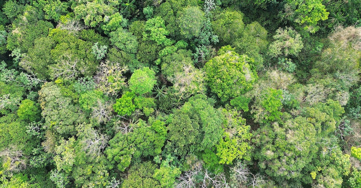 découvrez les technologies de capture du carbone, un processus essentiel pour réduire les émissions de gaz à effet de serre et lutter contre le changement climatique. apprenez comment cette innovation peut contribuer à un avenir durable.