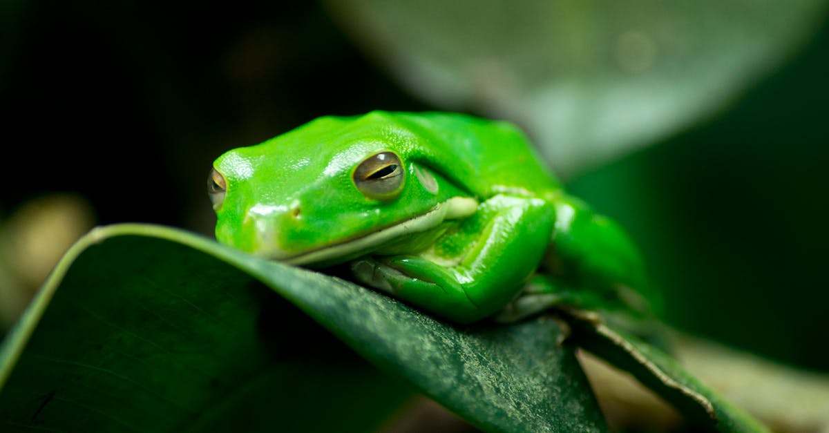 découvrez l'animation environnementale : sensibilisez et informez sur la protection de la nature grâce à des contenus ludiques et éducatifs, adaptés pour tous publics.