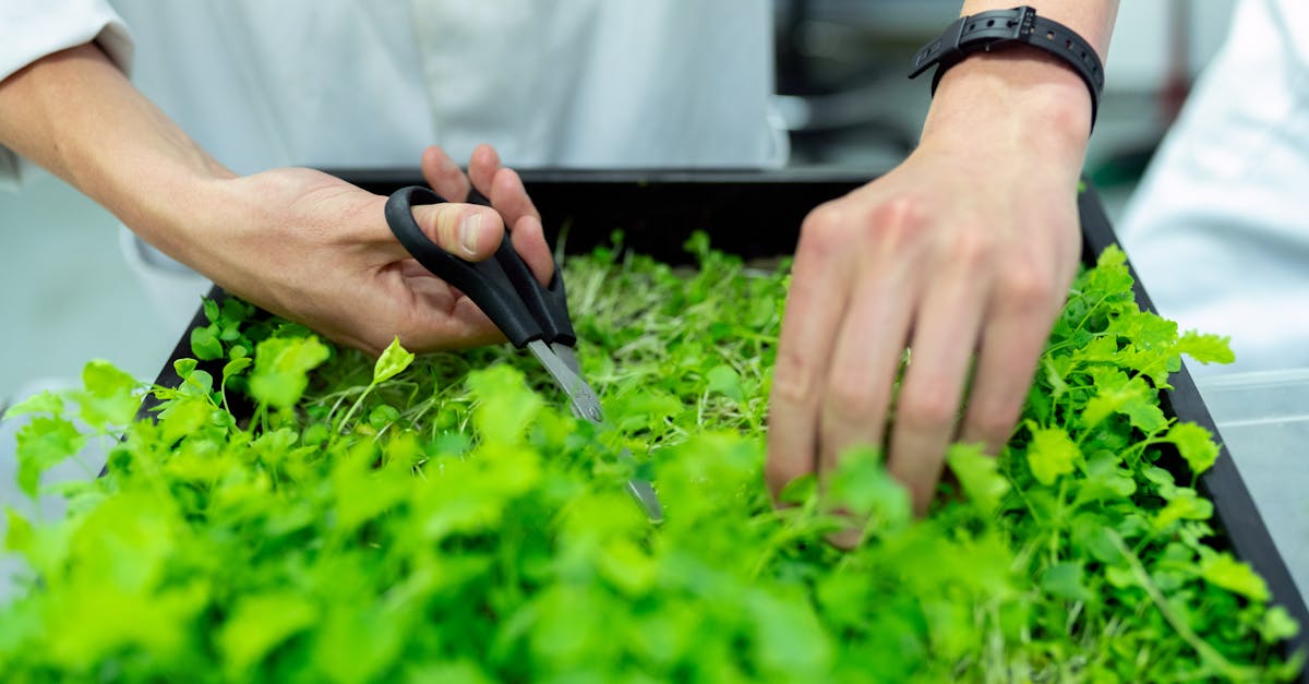 découvrez comment l'innovation verte transforme les entreprises et favorise un avenir durable grâce à des solutions écologiques novatrices et respectueuses de l'environnement.