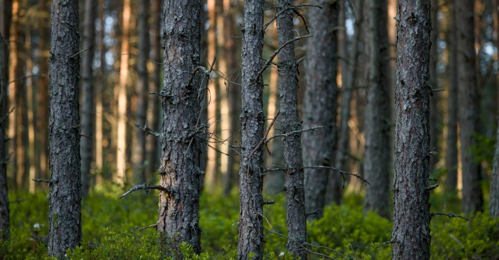 découvrez l'importance de la reforestation pour lutter contre le changement climatique, préserver la biodiversité et restaurer les écosystèmes. apprenez comment chaque action compte pour un avenir plus vert.