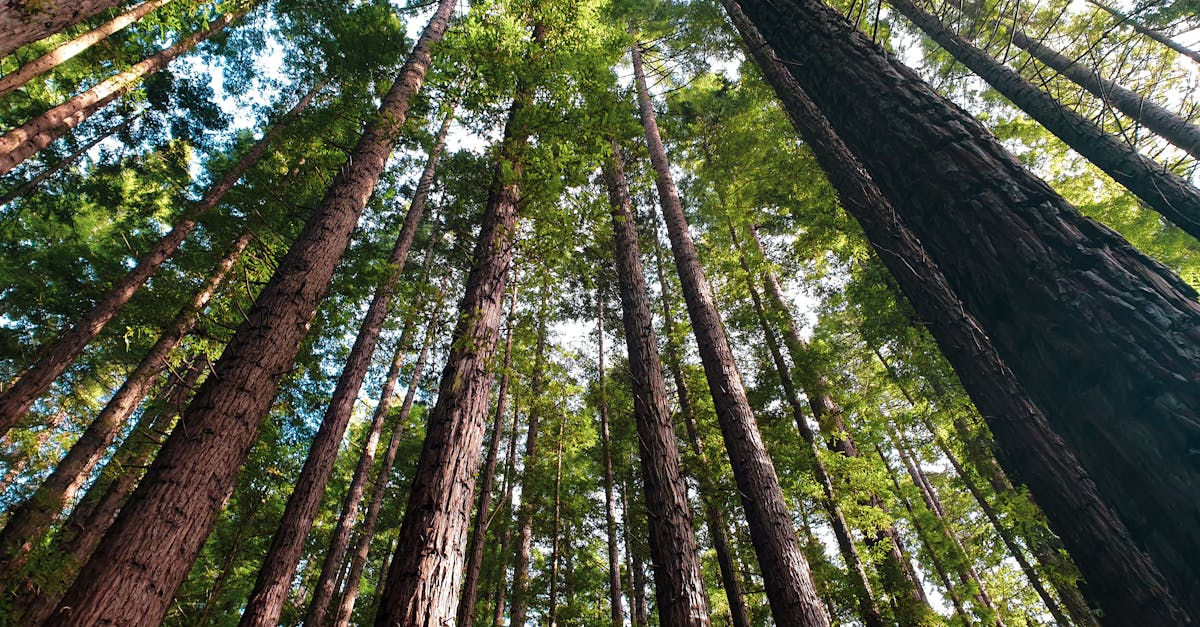 découvrez l'importance de la reforestation pour préserver la biodiversité, lutter contre le changement climatique et restaurer les écosystèmes. informez-vous sur les initiatives, avantages et moyens d'agir pour un avenir plus vert.